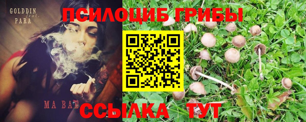 Псилоцибиновые грибы Cubensis Лабинск